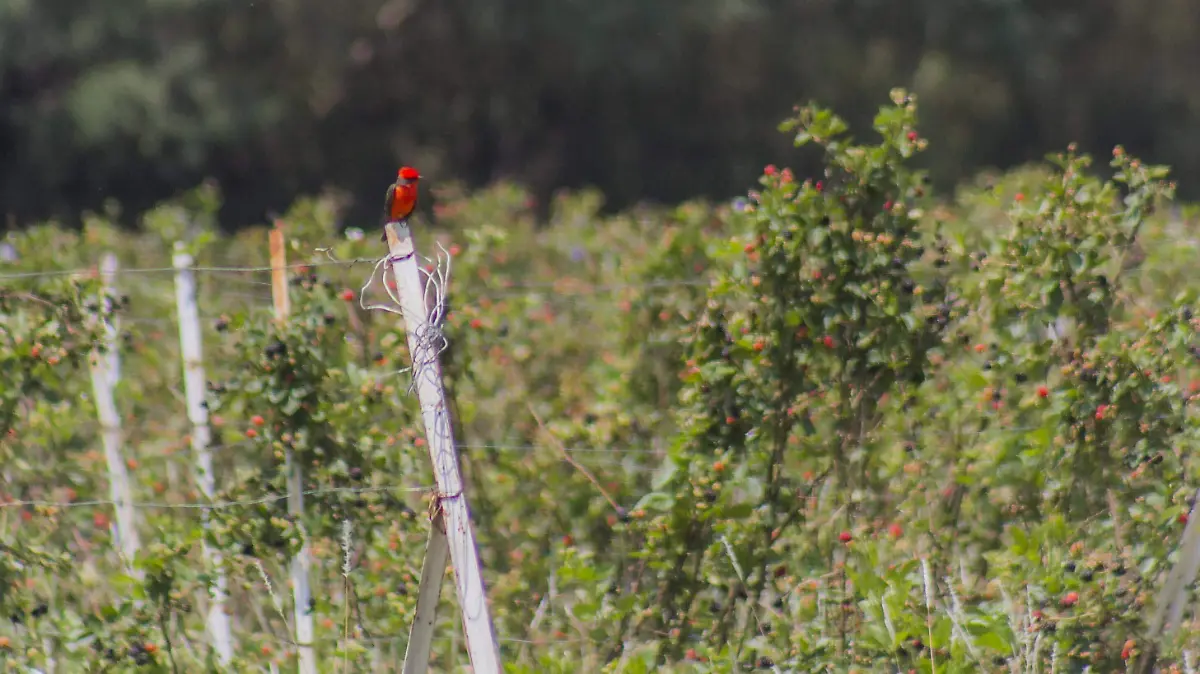 Aves bajan a los climas frescos para deleitar con su canto. Archivo. El Sol de San Juan del R_o.s